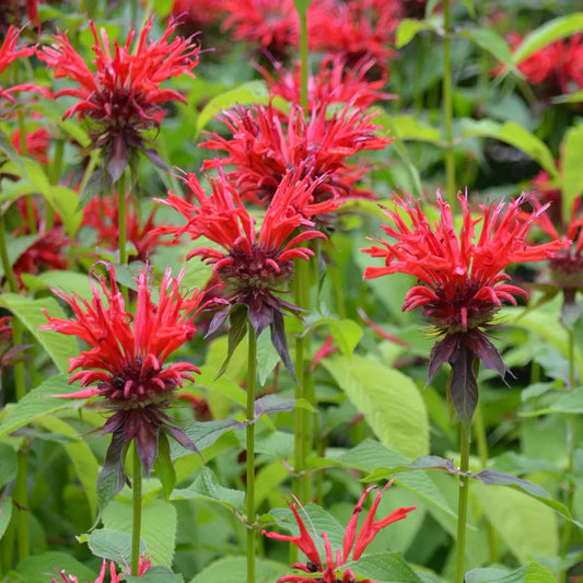 Red Monarda Didyma Flower seeds for Planting Premium Quality Heirloom & GMO Free Seeds for Home Garden 
 
 Sale seeds for home garden planting