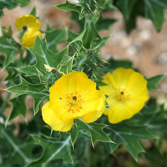 Prickly Flower seeds for Planting Sun Loving Heirloom & GMO Free Seeds for Home Garden 
 
 Sale seeds for home garden planting