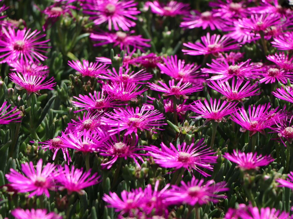 Mittagsblume Flower seeds for Planting - Fragrant Blossoms, Heirloom & GMO Free Seeds for Home Garden
 
 Sale seeds for planting in home garden