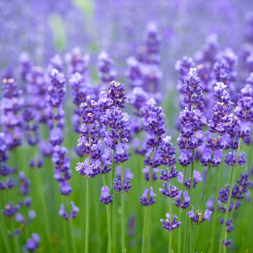 Lavender Fragrant Flower seeds for Planting Low Maintenance Heirloom & GMO Free Seeds for Home Garden 
 
 Sale seeds for home garden planting