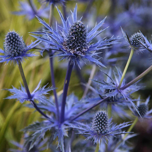 Blue Eryngium Planum Flower seeds for Planting Long Bloom Season Heirloom & GMO Free Seeds for Home Garden 
 
 Sale seeds for home garden planting
