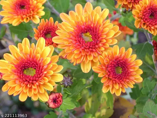 Heirloom Yellow & Red Chrysanthemum morifolium Flower seeds for Planting - Colorful Display, Heirloom & GMO Free Seeds for Home Garden
 
 Sale seeds for planting in home garden