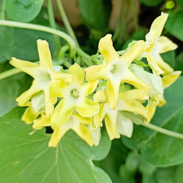 Telosma Cordata Flower Seeds