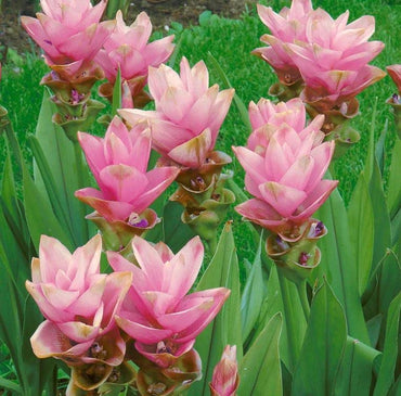 Curcuma-Mix-Blumensamen - Lebendige tropische Blüten für Ihren Garten