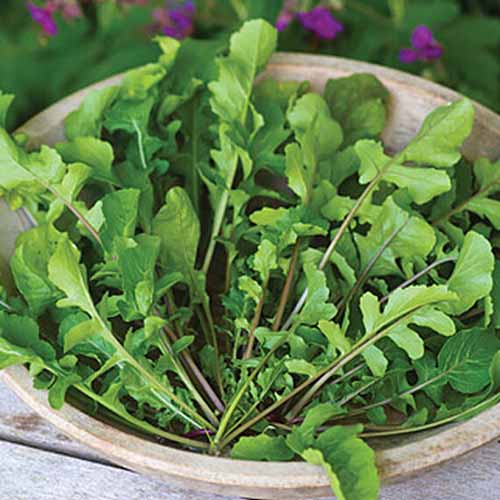 Ohio Erbstück Rucola Samen