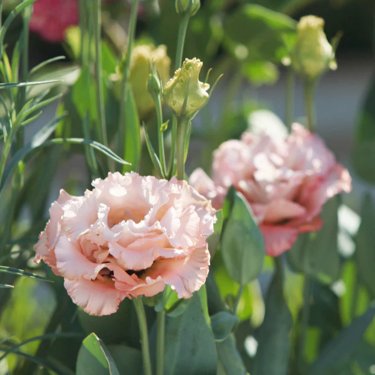 Peach Eustoma (Lisianthus) Flower seeds for Planting Compact Growth Heirloom & GMO Free Seeds for Home Garden
 
 Sale