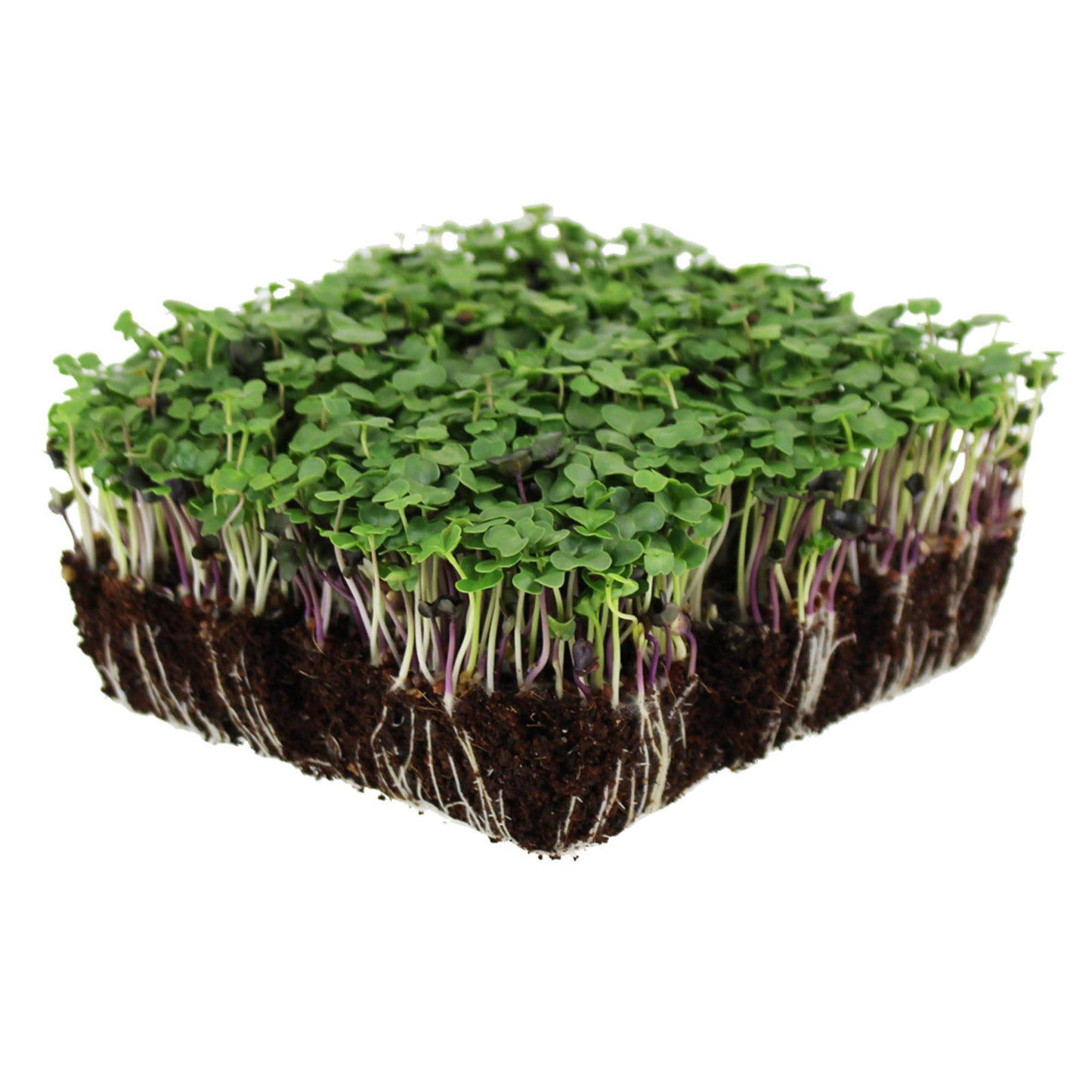 Bulk Salad Mix Microgreens Seeds