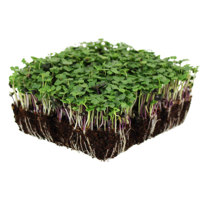 Bulk Salad Mix Microgreens Seeds