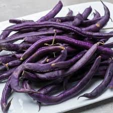 Graines de haricot buisson Purple Queen