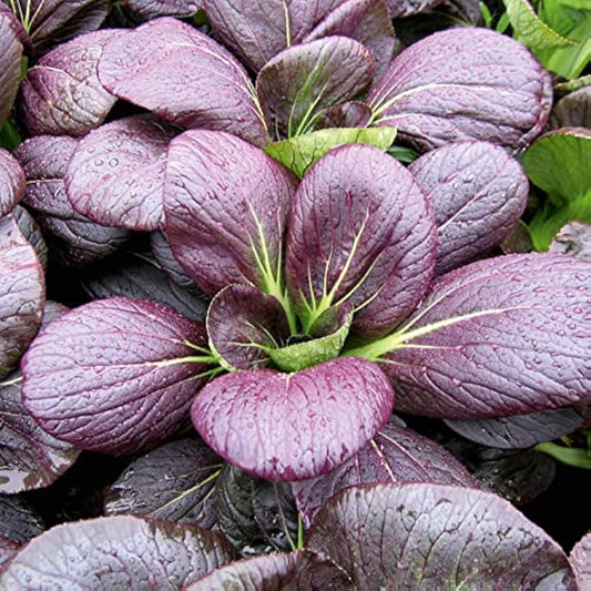 Graines de Bok Choy aux feuilles violettes
