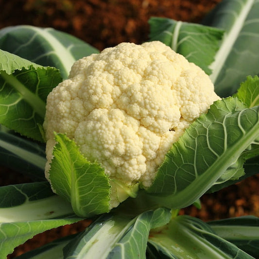 Amazing Cauliflower Seeds