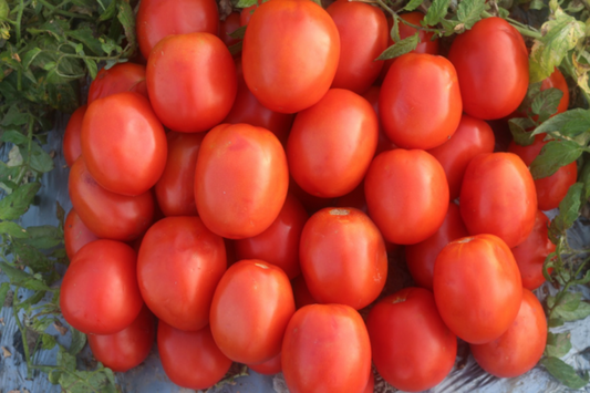 Burpee 'Gladiator' Roma Tomato Seeds