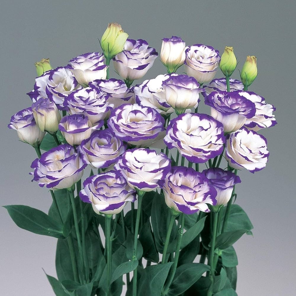 Semillas de flor de Lisianthus mezclado zafiro para plantar - Floreciente estacional, semillas tradicionales y libres de organismos modificados genéticamente para jardín doméstico