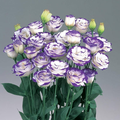Semillas de flor de Lisianthus mezclado zafiro para plantar - Floreciente estacional, semillas tradicionales y libres de organismos modificados genéticamente para jardín doméstico