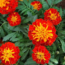 Heirloom French Marigold Seeds