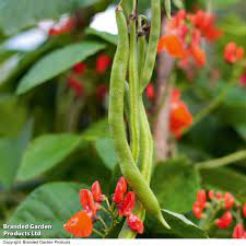 Scarlet Emperor, Runner Bean