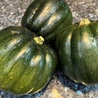 Graines de courge gland Table Queen