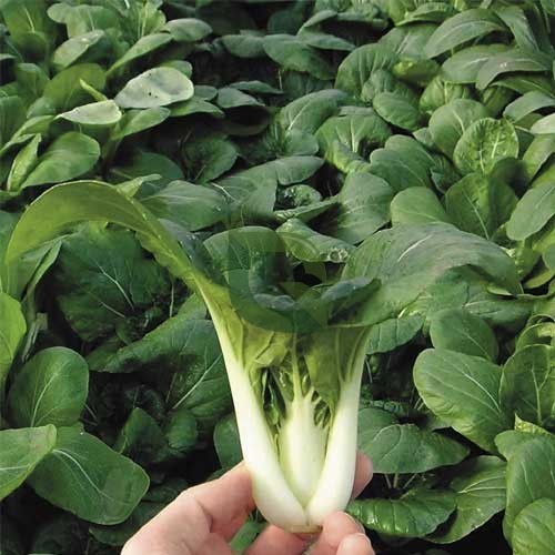 Graines de Bok Choy TKE Farms & Gardens