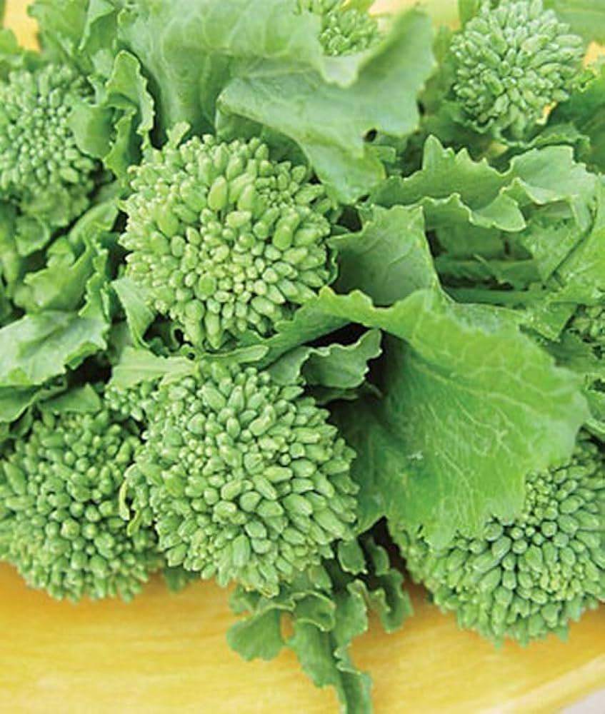 Semi di Rapa di Broccoli Biologici