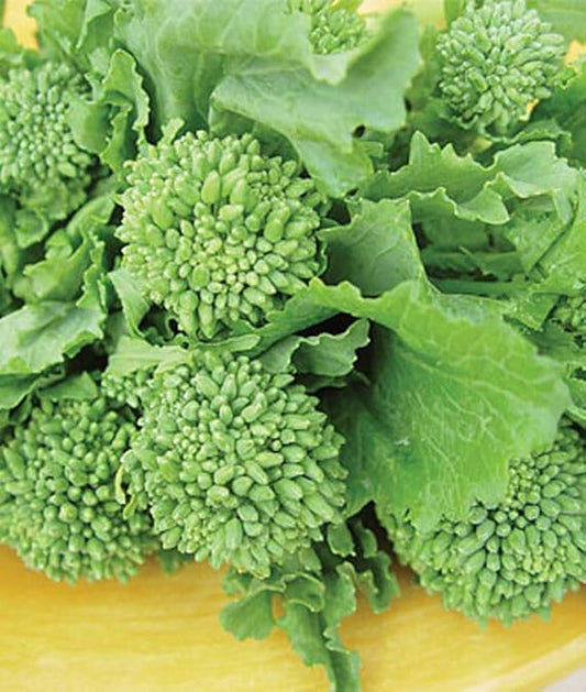 Graines de Brocoli Raab Biologiques