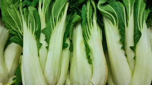 Bases pour jardiniers, graines de chou chinois Bok Choy