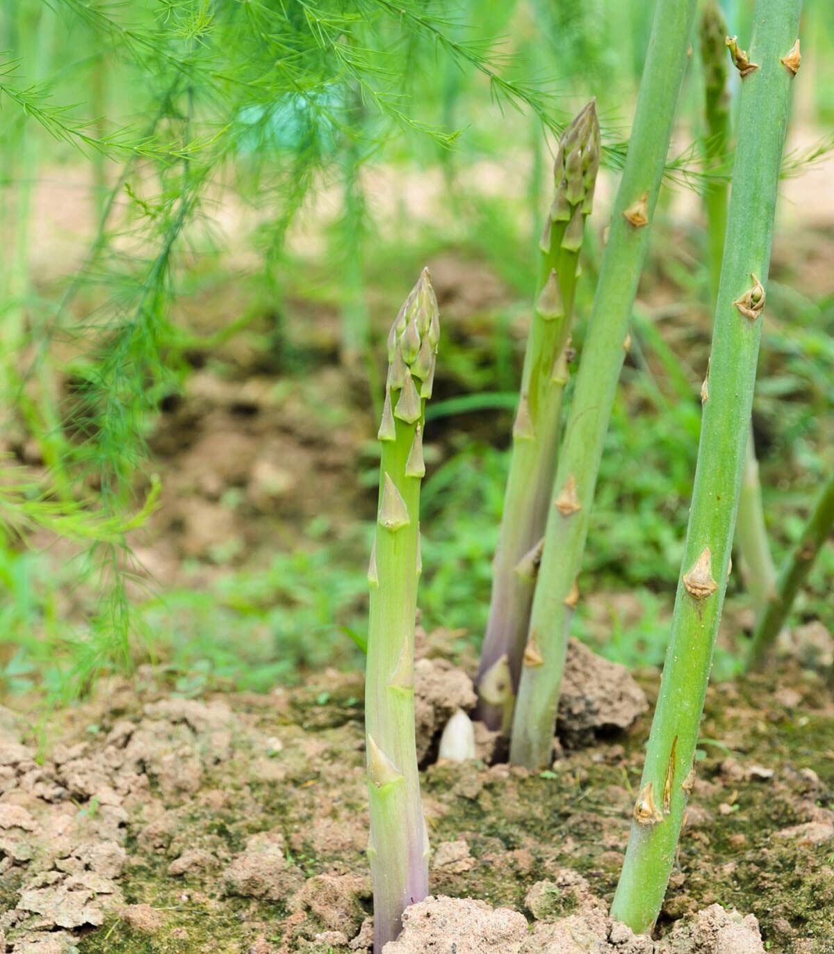 Semi di asparagi biologici Mary Washington