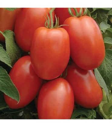 Graines de tomate Roma Faithful Farms