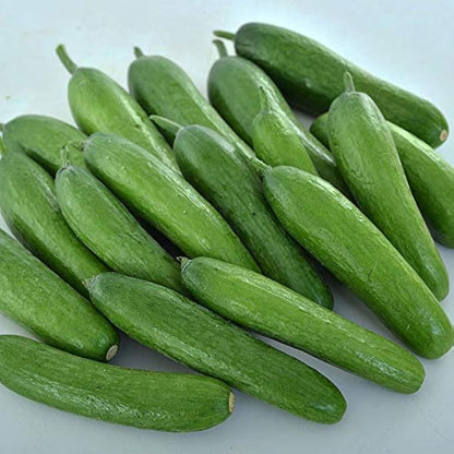 Varietà di cetriolo Park Seed