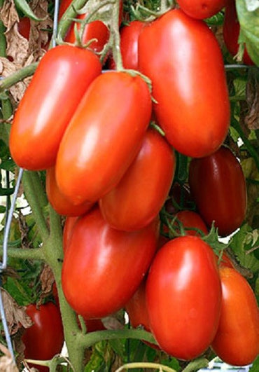 Graines de tomate hybride rouge La Roma III