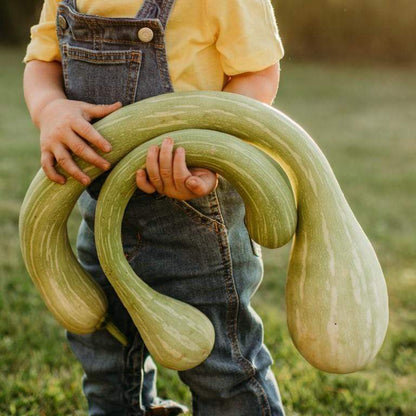 Tromboncino Rampicante Kletter-Zucchini Samen
