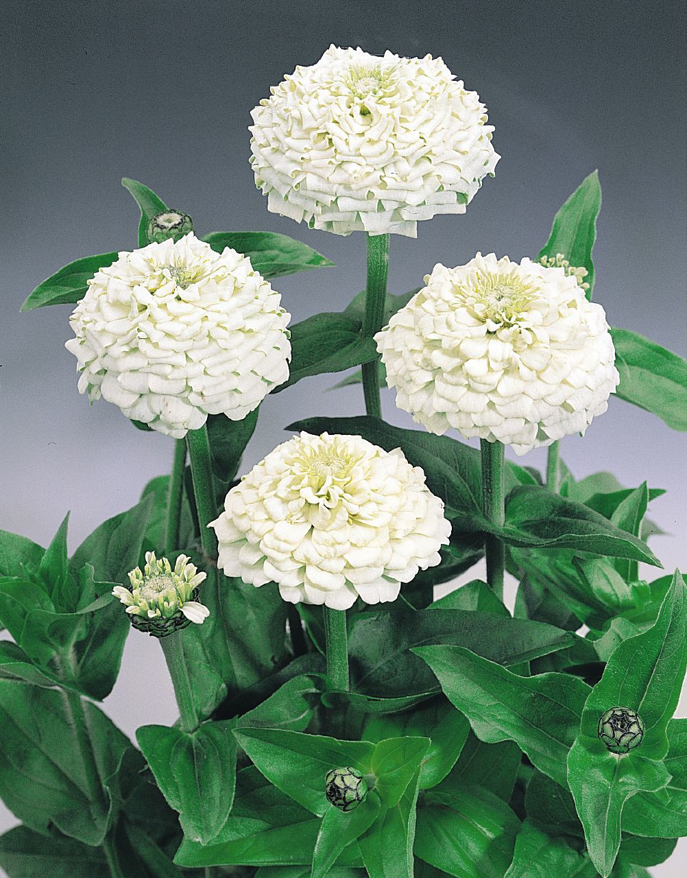 white zinnia flower seeds for planting