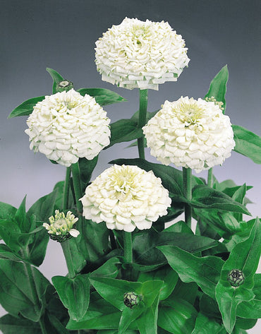 white zinnia flower seeds for planting
