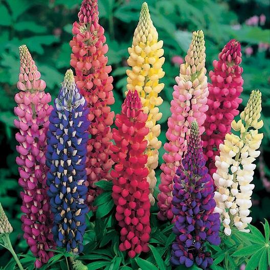 Lupine Wildflower Seeds
