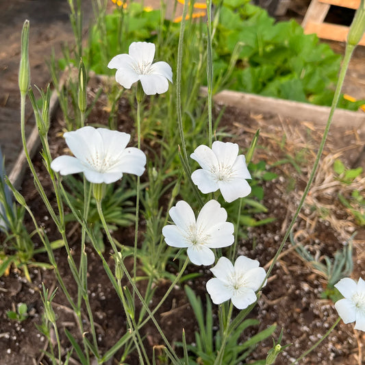 Agrostemma Ocean Pearl Flower seeds for Planting, Garden Favorite Heirloom & GMO Free Seeds for Home Garden