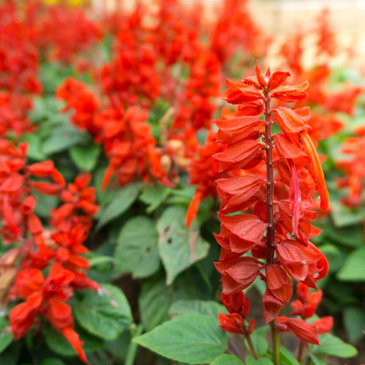 Scarlet Sage Flower seeds for Planting, Wildflower Mix Heirloom & GMO Free Seeds for Home Garden