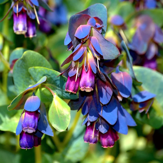 Cerinthe Blue Shrimp Flower Seeds