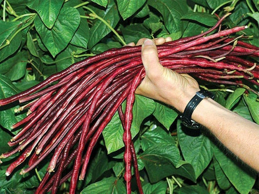 Red Noodle Asparagus Bean Seeds