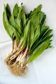 Wild Ramp Seeds