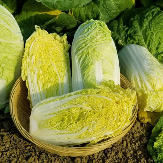 Graines de chou chinois Michihili
