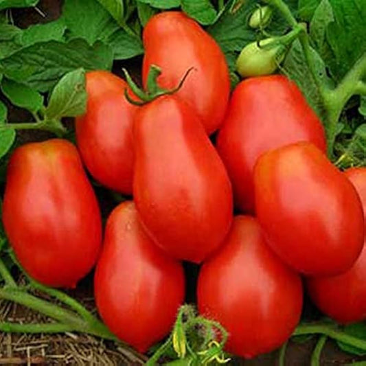 Graines de tomate Roma biologiques