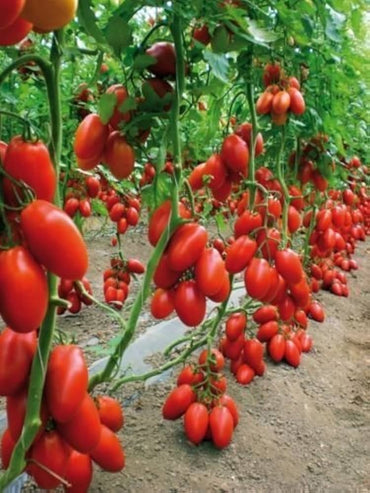 Graines de tomate San Marzano