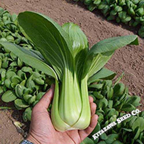 Burpee Toy Choi Cabbage Seeds