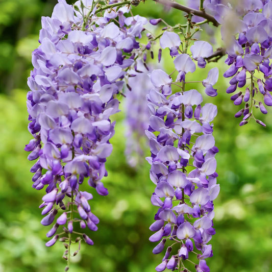 Wisteria Flower seeds for Planting, Vibrant Colors Heirloom & GMO Free Seeds for Home Garden