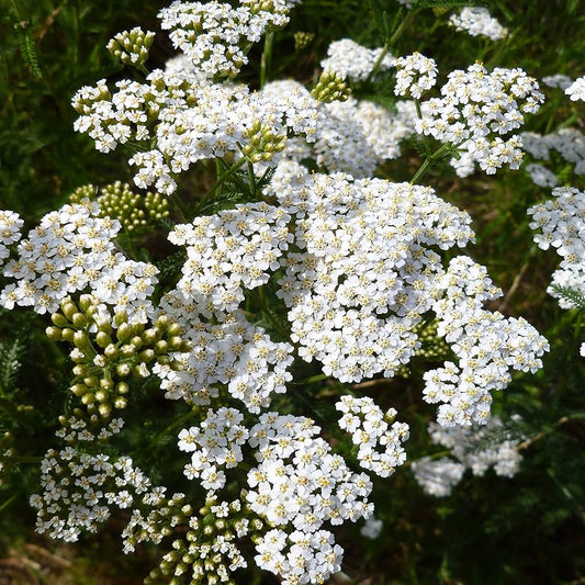 Yarrow flower seeds white