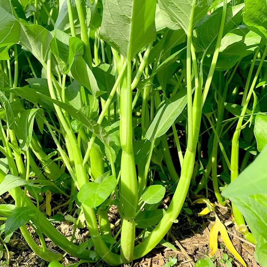 Kong Xin Cai (Kangkong) Water Spinach Seeds