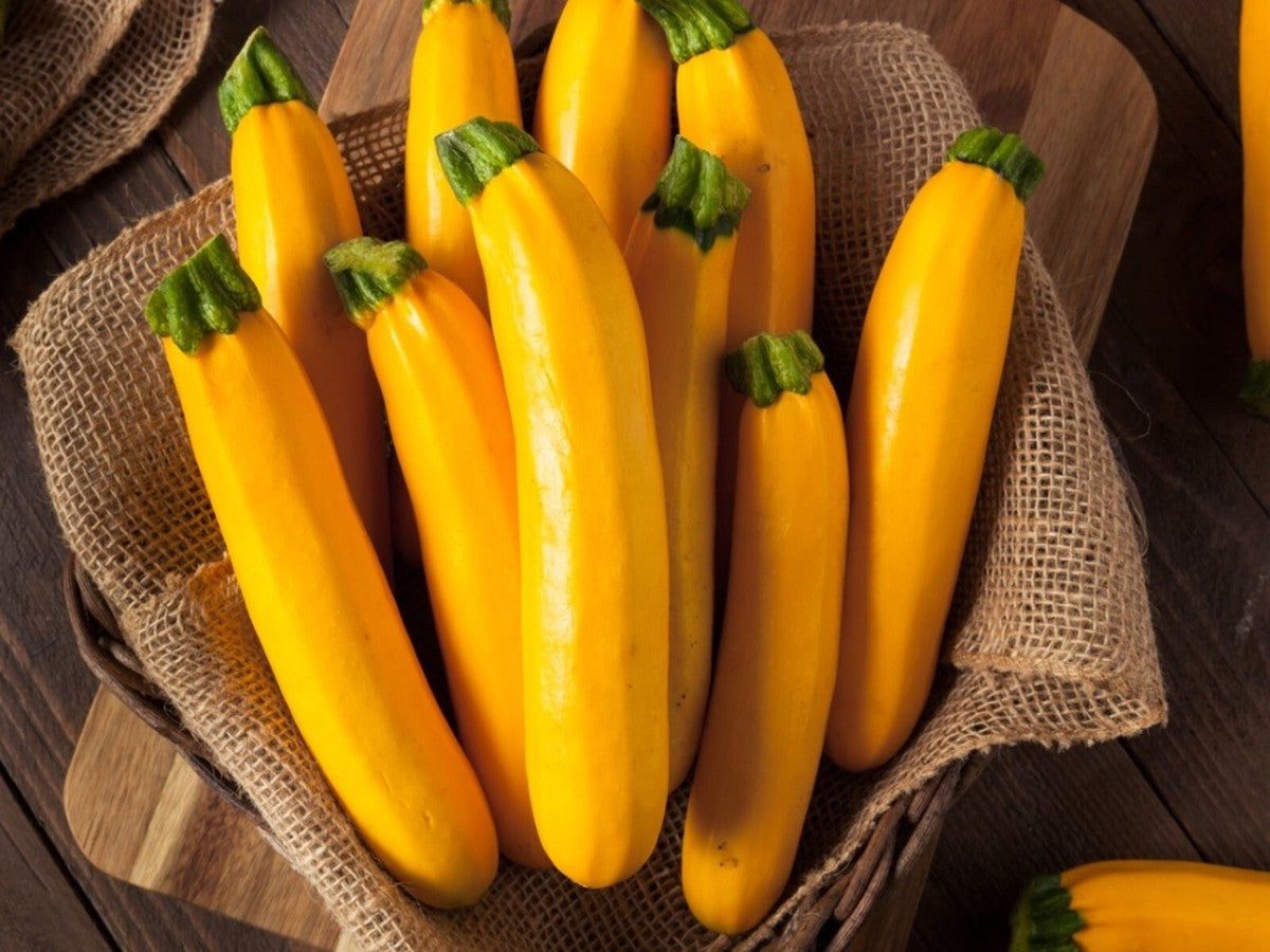 "Survival Garden Zucchini & Squash Seed Vault