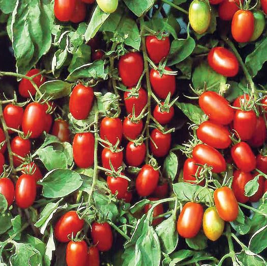 Graines de tomate Baby Roma (Roma cerise)