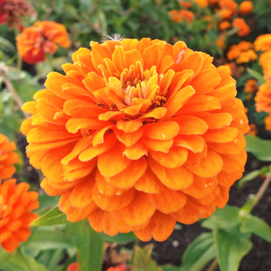 Zinnia Elegans 'Orange seeds