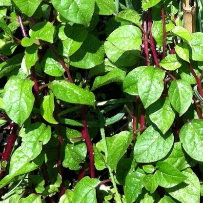 Malabar Spinach Seeds