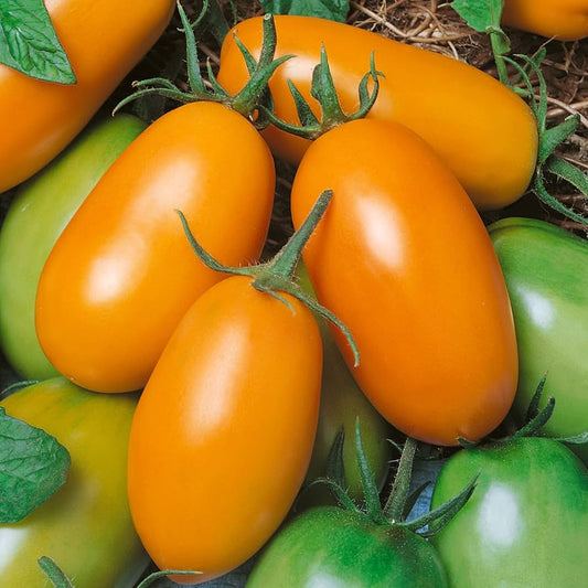 Graines de tomate Roma orange